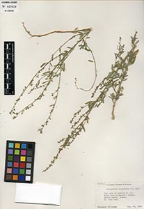 Herbarium Sheet of CAS 637629